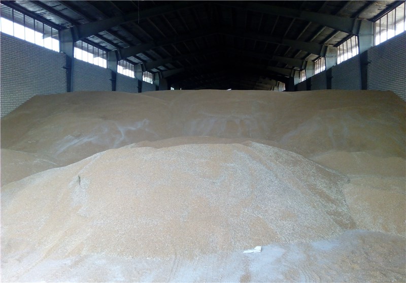 22 هزار تن گندم از کشاورزان بیله‌سواری خریداری شد