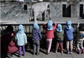 «هاناکو» نماد صلح و رشد ژاپن و مسن‌ترین فیل جهان درگذشت + تصاویر