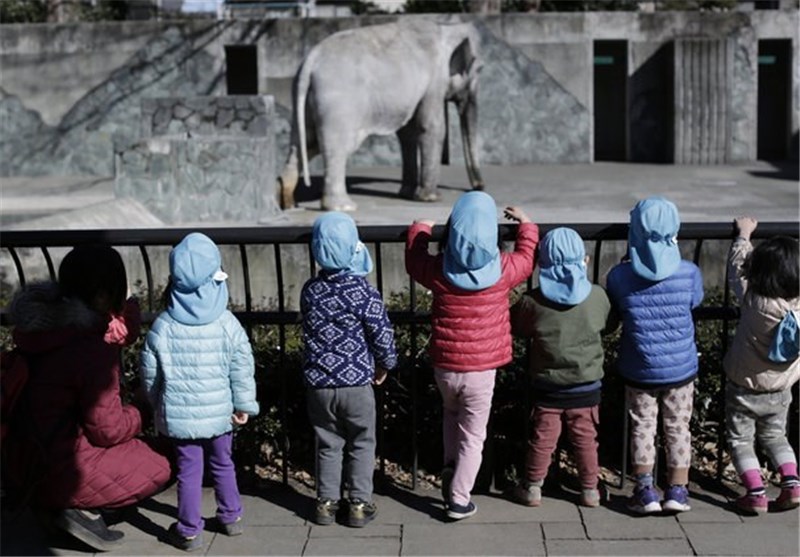«هاناکو» نماد صلح و رشد ژاپن و مسن‌ترین فیل جهان درگذشت + تصاویر
