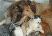 عکس/ سگ و گربه هم بالاخره با هم دوست شدند!