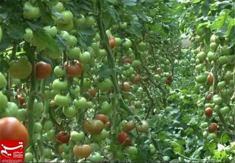 مدرن‌ترین گلخانه هیدرو پونیک در استان لرستان احداث می‌شود