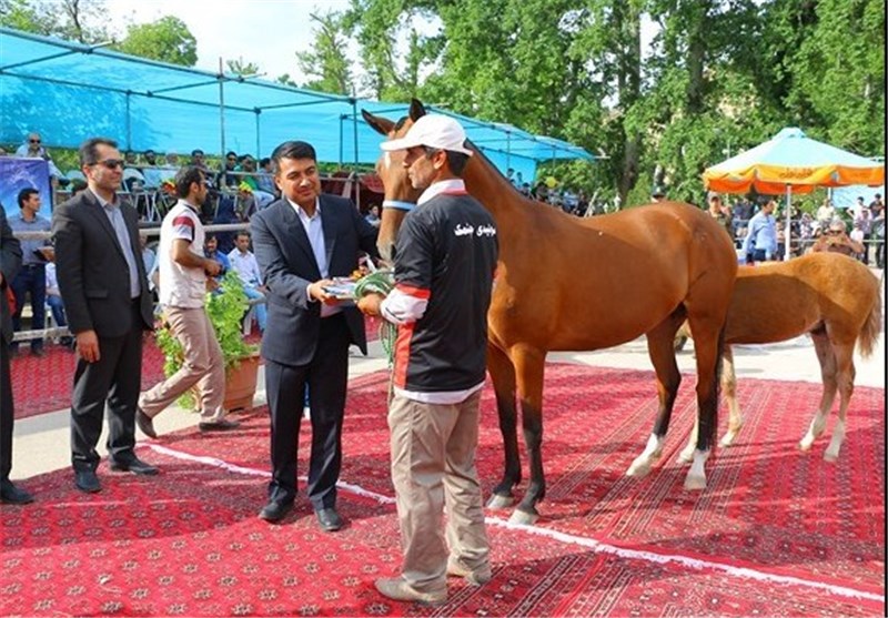 کتاب تبارنامه اسب اصیل ترکمن کشور در بجنورد رونمایی شد