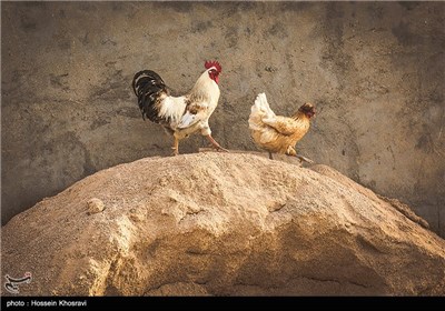 زندگی روزمره در بندر کنگان