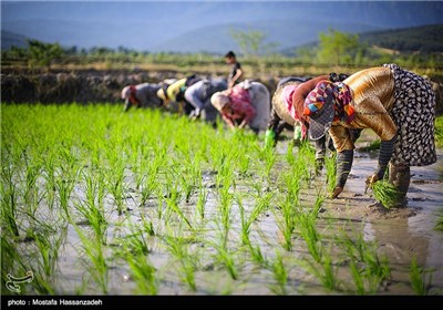 پایان فصل نشاکاری برنج در گرگان
