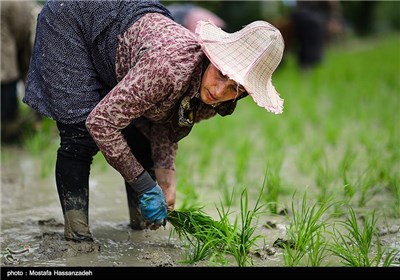 پایان فصل نشاکاری برنج در گرگان