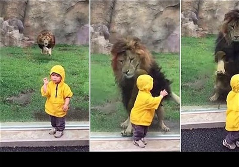 حمله شیر نر به یک کودک در باغ‌وحش‌های ژاپن+فیلم و عکس