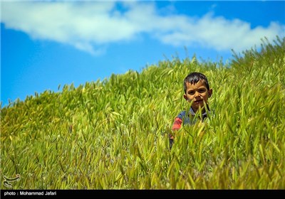 ورود اولین گروه عشایر به ارتفاعات زنجان