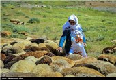 عشایر آذربایجان غربی سالانه 15 هزار تن گوشت قرمز تولید می‌کنند