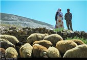 ورود اولین گروه عشایر به ارتفاعات زنجان