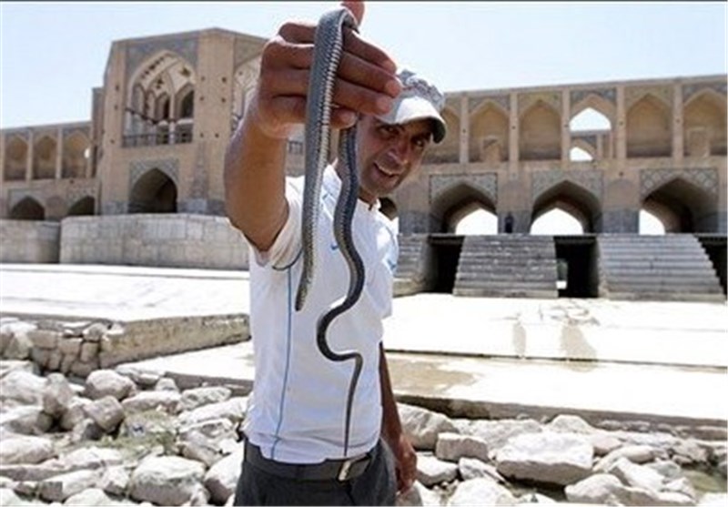 جولان مارها در اصفهان/ &quot;خشکی‌ زاینده‌رود&quot; عامل وجود مارها است؟