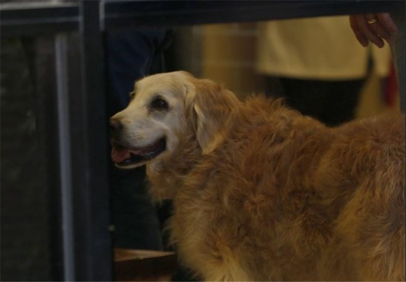 مرگ آخرین بازمانده سگ‌های زنده‌یاب 11 سپتامبر
