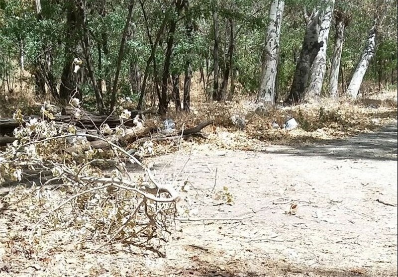 هشدار نسبت به قطع درختان این بار در منطقه 22 شهرداری تهران