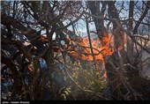 آتش‌سوزی در جنگل‌های بلوط زاگرس مهار شد