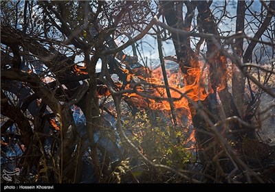 Wildfire in Pasargad Region, Southwest of Iran