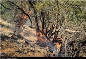 16 هکتار از اراضی کشاورزی استان مرکزی در آتش سوخت