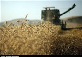 میزان خرید گندم از 10 میلیون تن فراتر رفت