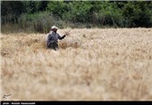 افزایش 156 درصدی خرید گندم در خرم‌آباد‌