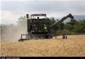 بیش از 90 هزار تن گندم از کشاورزان شهرستان کلاله خریداری شد/ پرداخت بیش از 28 میلیارد تومان مطالبات گندم‌کاران