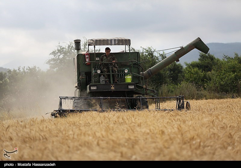 تولید گندم در استان لرستان به 448 هزار تن افزایش می‌یابد