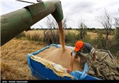 450 هزار تن گندم در همدان خرید تضمینی شد