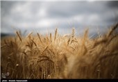 بیش از یک میلیون تن گندم در استان گلستان خریداری شد/ پرداخت پول کشاورزان به‌زودی‌