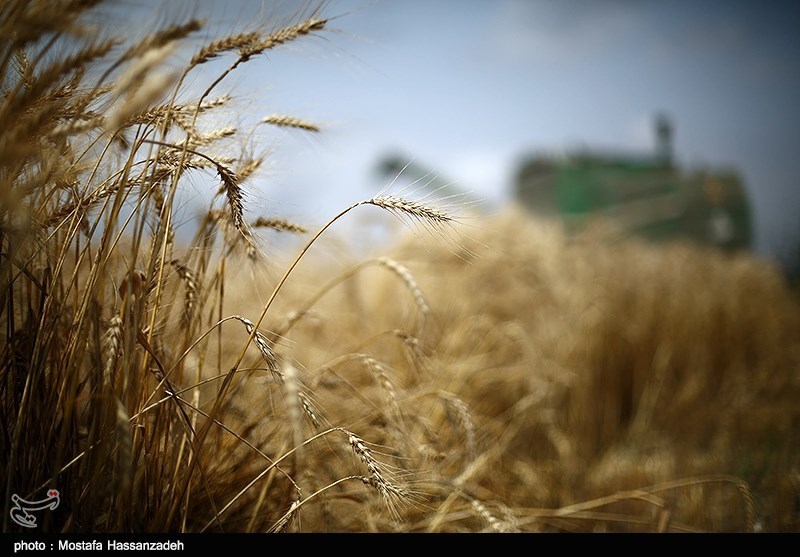 ذخیره گندم در استان کرمانشاه به 605 هزار تن افزایش یافت