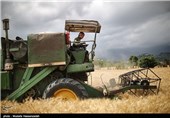 برداشت گندم از مزارع پلدختر بیش 10 هزار تن کاهش می‌یابد