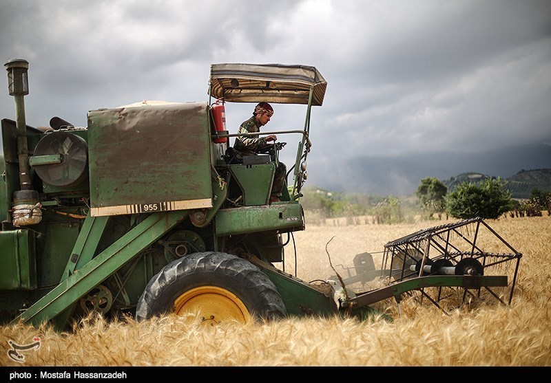 برداشت گندم از مزارع پلدختر بیش 10 هزار تن کاهش می‌یابد