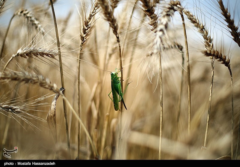 آفت سن 150 هزار هکتار از مزارع گندم آذربایجان غربی مهار می‌شود