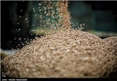 کیفیت گندم خریداری شده در اردبیل بررسی می‌شود / صف‌‌های طولانی در روند خرید گندم