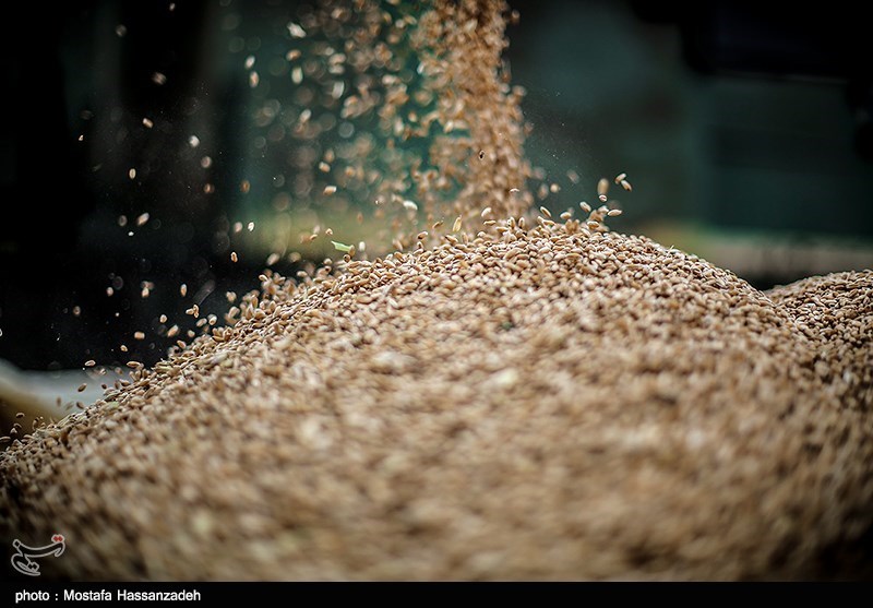 ذخیره‌سازی گندم در سیلوهای آذربایجان غربی به 950 هزار تن رسید