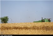53 هزار تن گندم از مزارع شهرستان نمین برداشت می‌شود