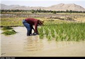 خشک سالی زاینده رود و آغاز نشاکاری در مبارکه اصفهان