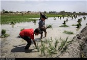 خشک سالی زاینده رود و آغاز نشاکاری در مبارکه اصفهان