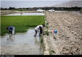 خشک سالی زاینده رود و آغاز نشاکاری در مبارکه اصفهان