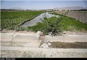 خشک سالی زاینده رود و آغاز نشاکاری در مبارکه اصفهان