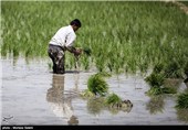 بارش باران، کشاورزی شرق اصفهان را نجات داد/ خشکسالی اصفهان به زاینده‌رود مرتبط نیست