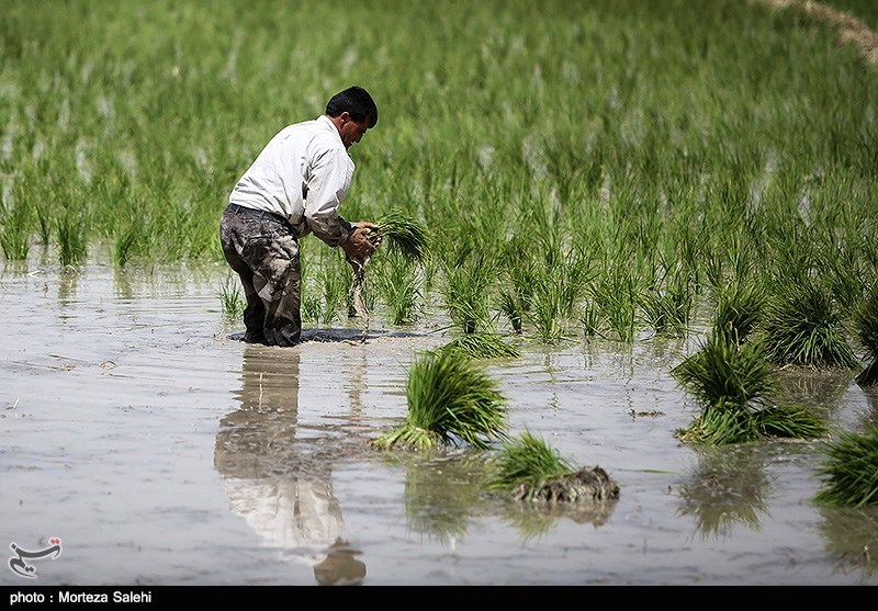 بارش باران، کشاورزی شرق اصفهان را نجات داد/ خشکسالی اصفهان به زاینده‌رود مرتبط نیست