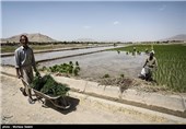 خشک سالی زاینده رود و آغاز نشاکاری در مبارکه اصفهان
