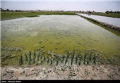 خشک سالی زاینده رود و آغاز نشاکاری در مبارکه اصفهان