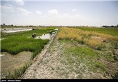 خشک سالی زاینده رود و آغاز نشاکاری در مبارکه اصفهان