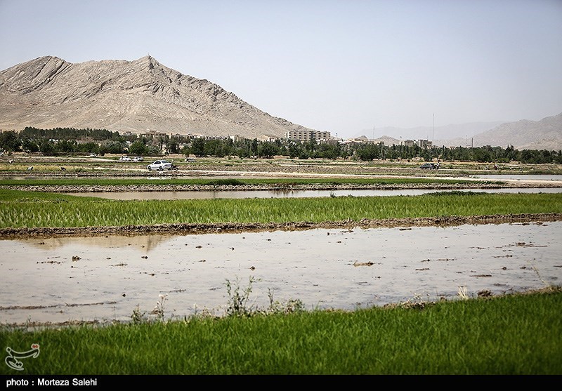 تجمع کشاورزان معترض مقابل استانداری اصفهان/ کم‌کاری دولت در پرداخت پول گندم کشاورزان
