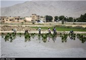 خشک سالی زاینده رود و آغاز نشاکاری در مبارکه اصفهان