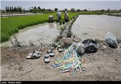 خشک سالی زاینده رود و آغاز نشاکاری در مبارکه اصفهان