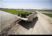 خشک سالی زاینده رود و آغاز نشاکاری در مبارکه اصفهان
