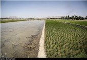 خشک سالی زاینده رود و آغاز نشاکاری در مبارکه اصفهان