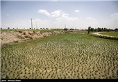 خشک سالی زاینده رود و آغاز نشاکاری در مبارکه اصفهان