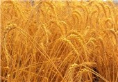 32 هزار تن بذر گندم و جو در اردبیل تولید شد