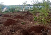 پروژه باغ درختان بومی گیلان در بندرانزلی اجرا می‌شود