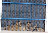 شرایط نگهداری حیوانات در باغ وحش خرم آباد استاندارد نیست